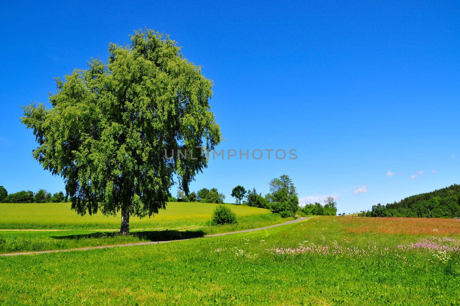 Landscape,Clouds,Meadow