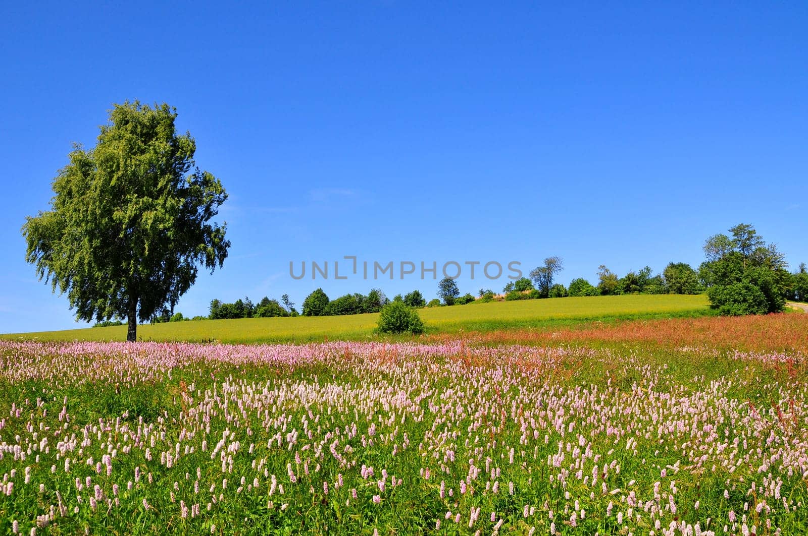 Tree on meadow