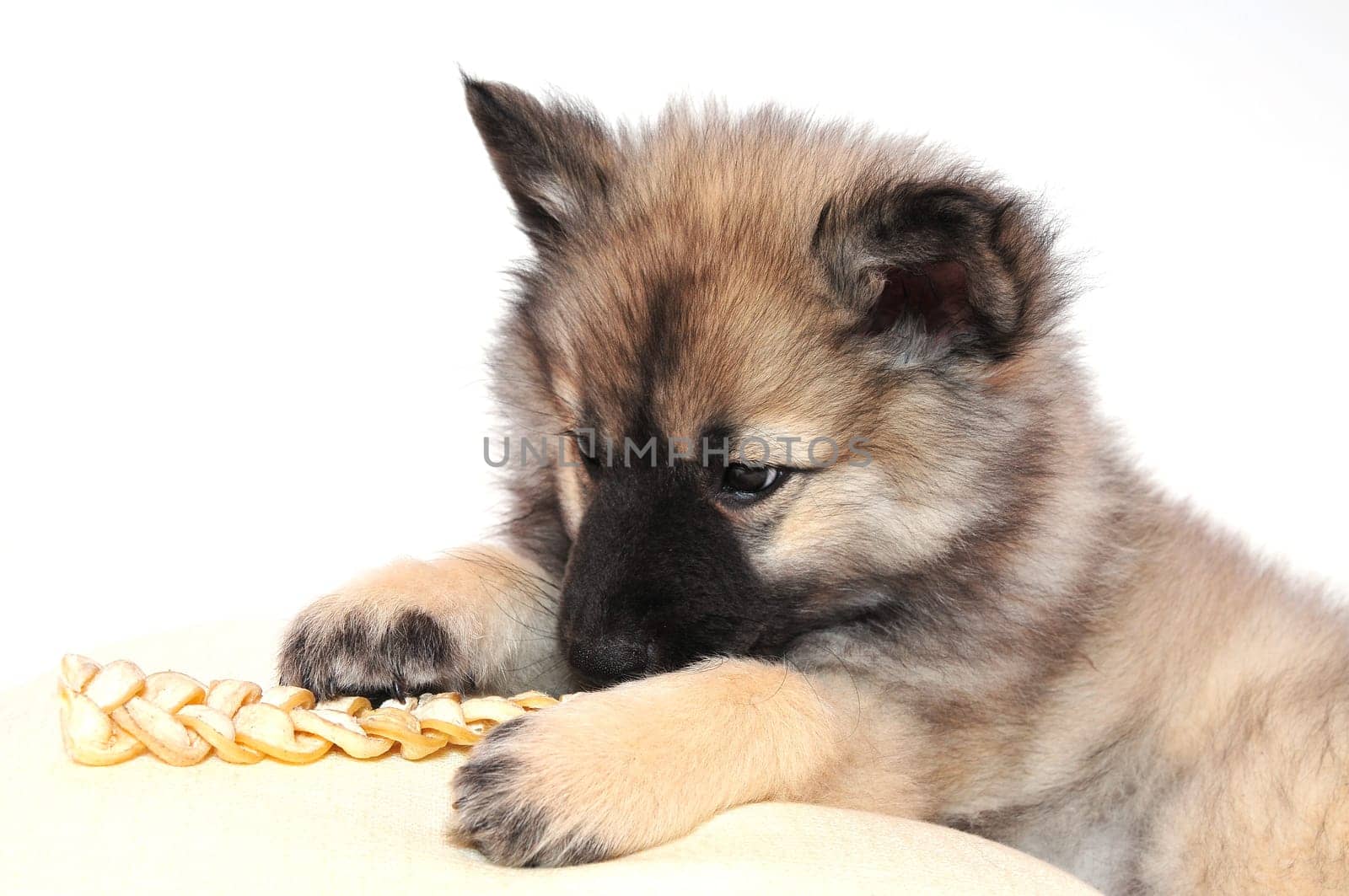 Dog puppy playing
