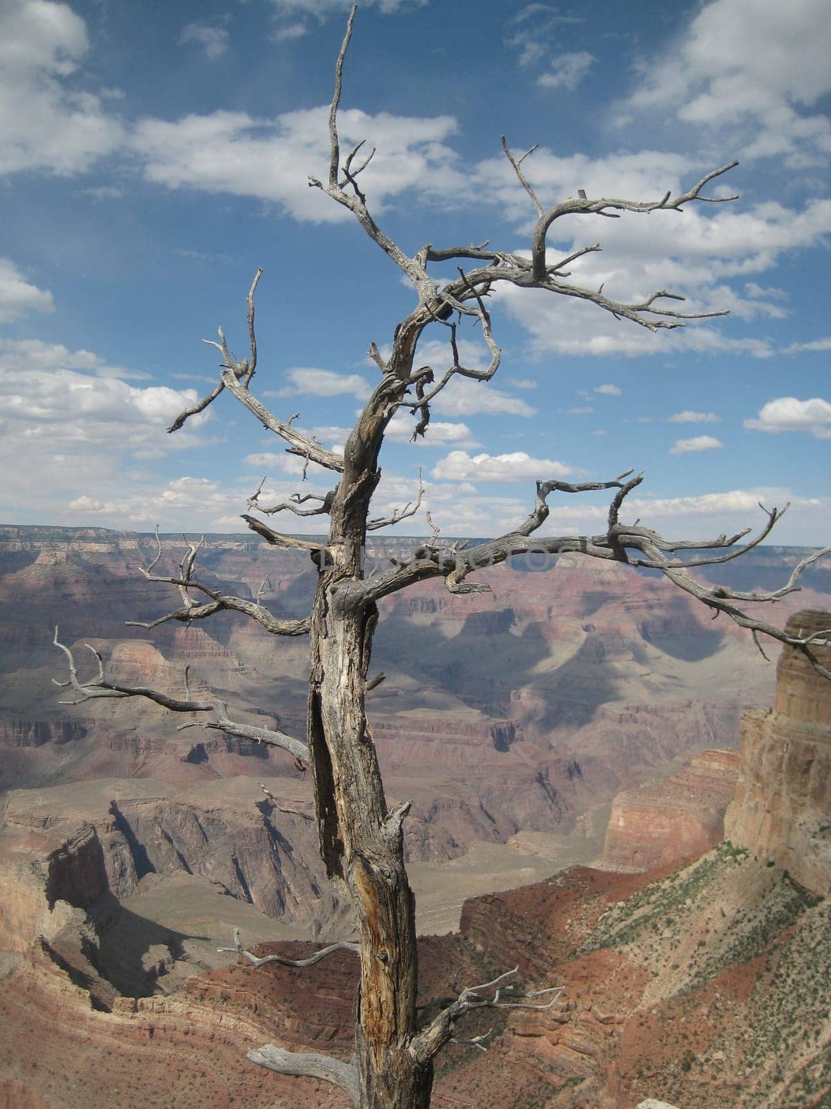 Bald Tree