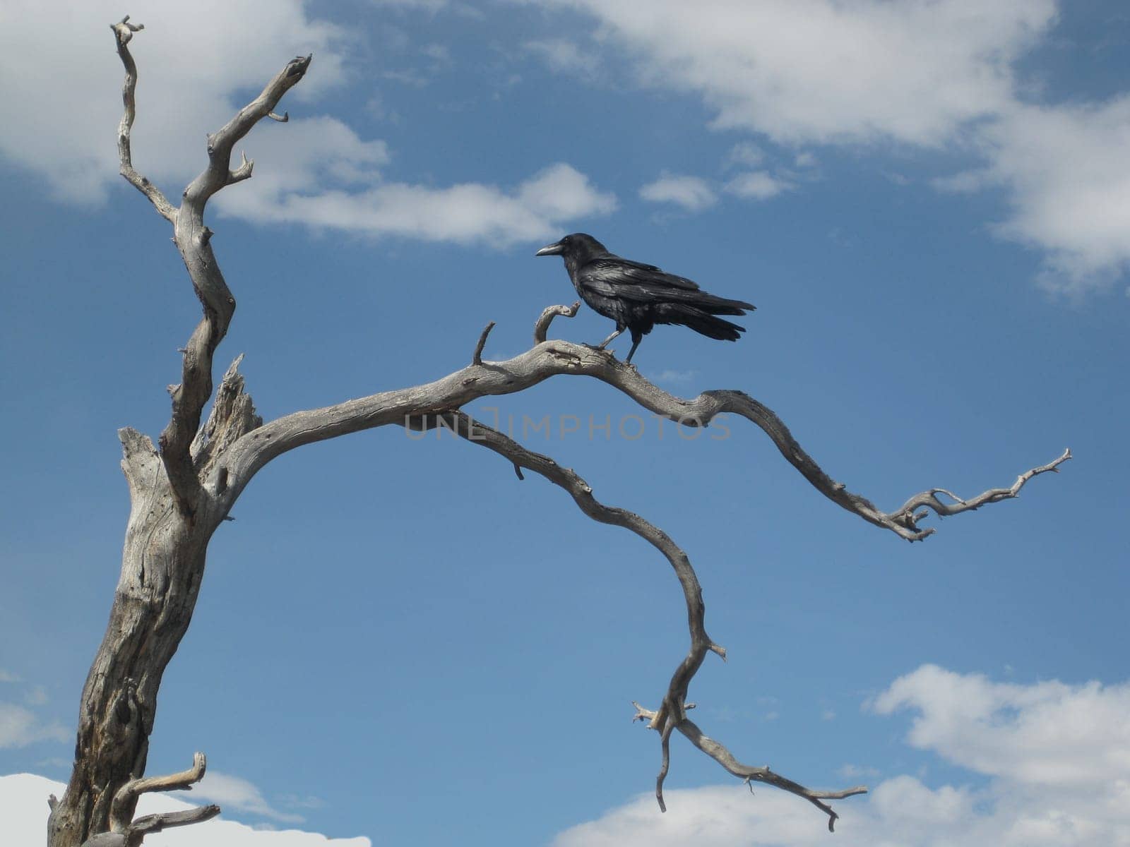 The Black Raven