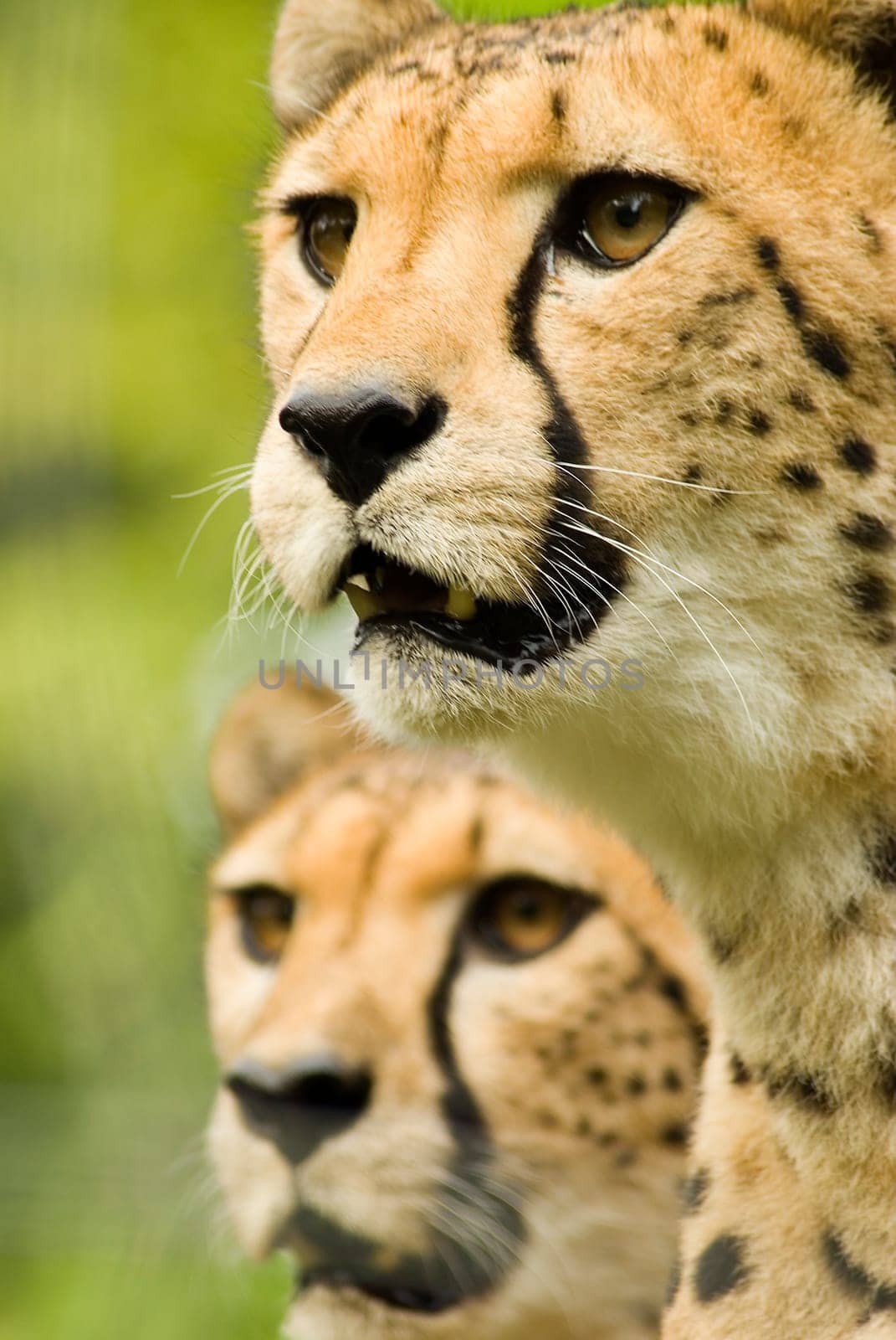 Attentive