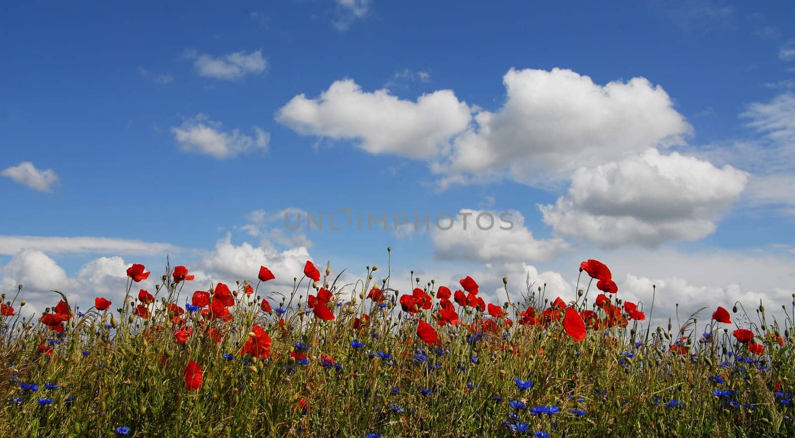 Summer wind