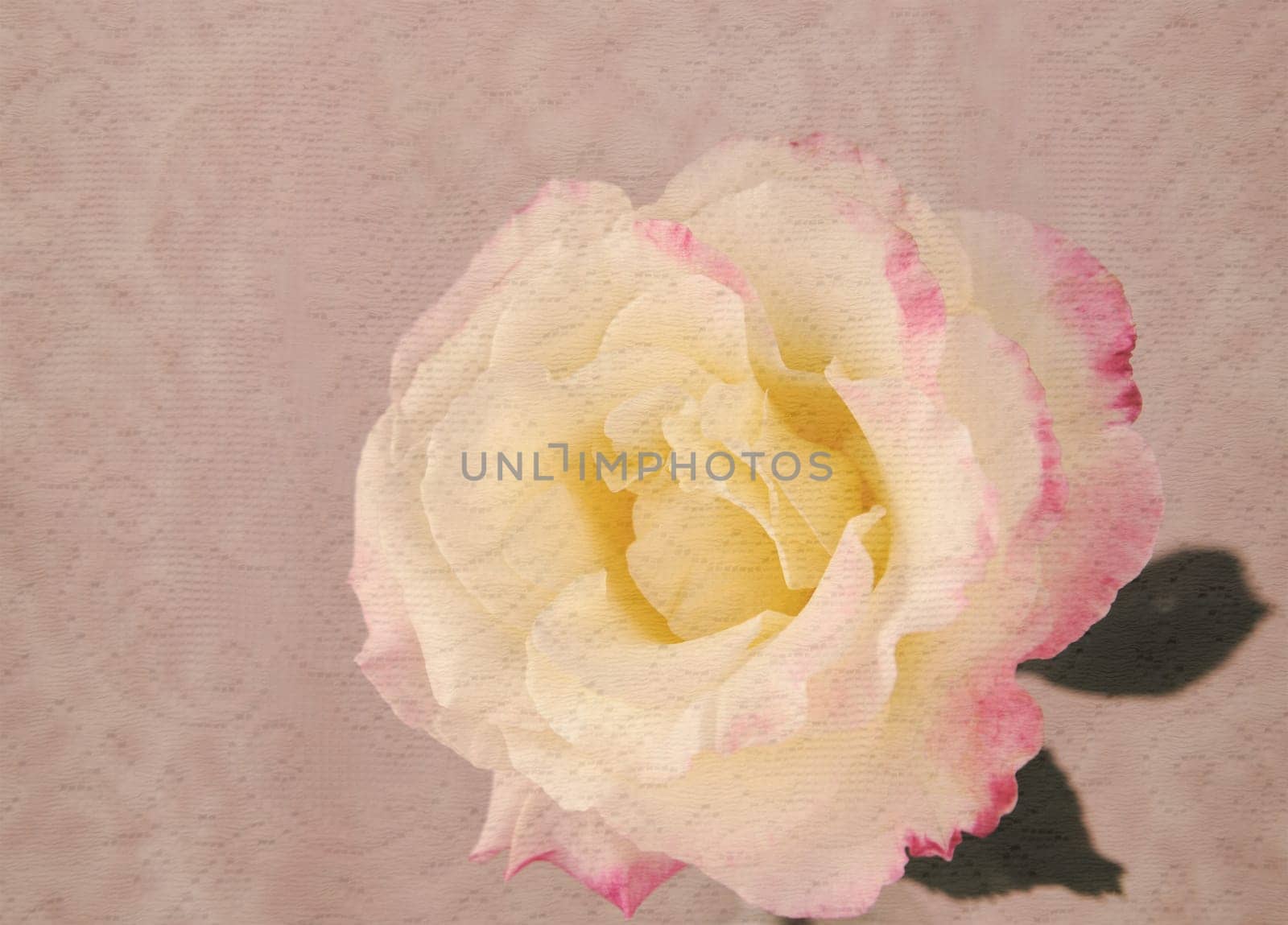 rose with lace layer