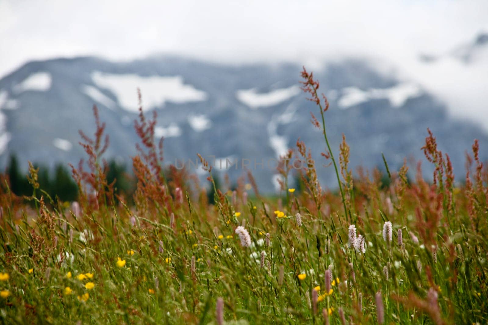 Closeup Of Wild Mountain Field