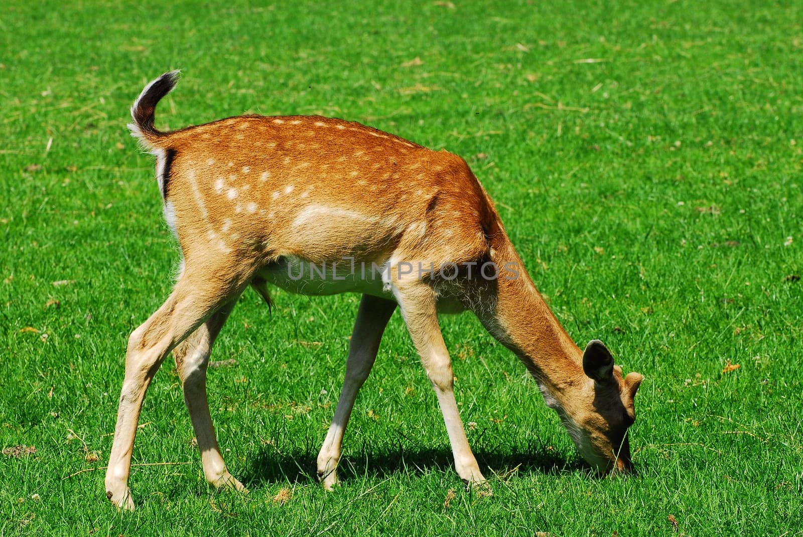 The Deer