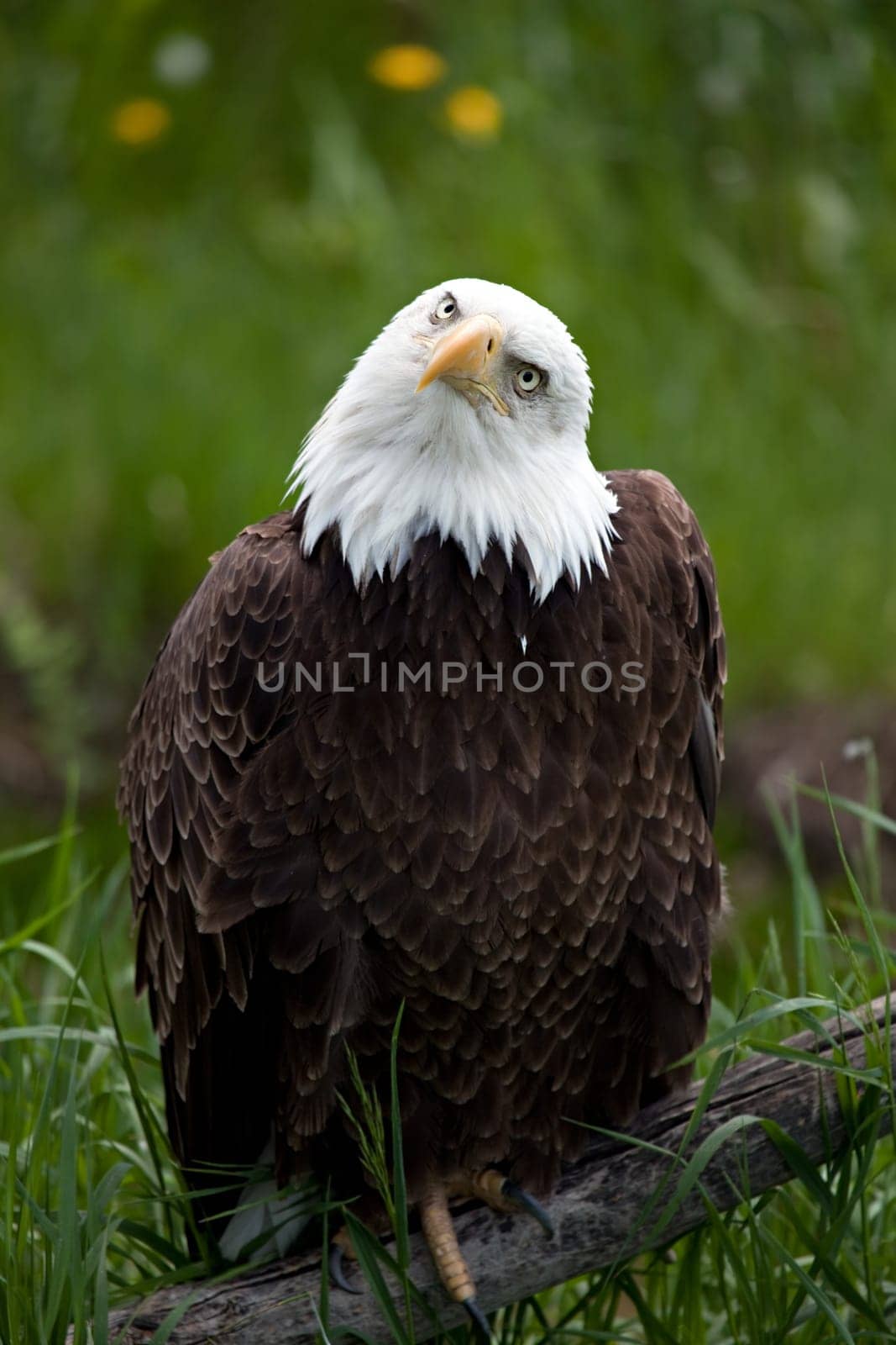 American Bald Eagle