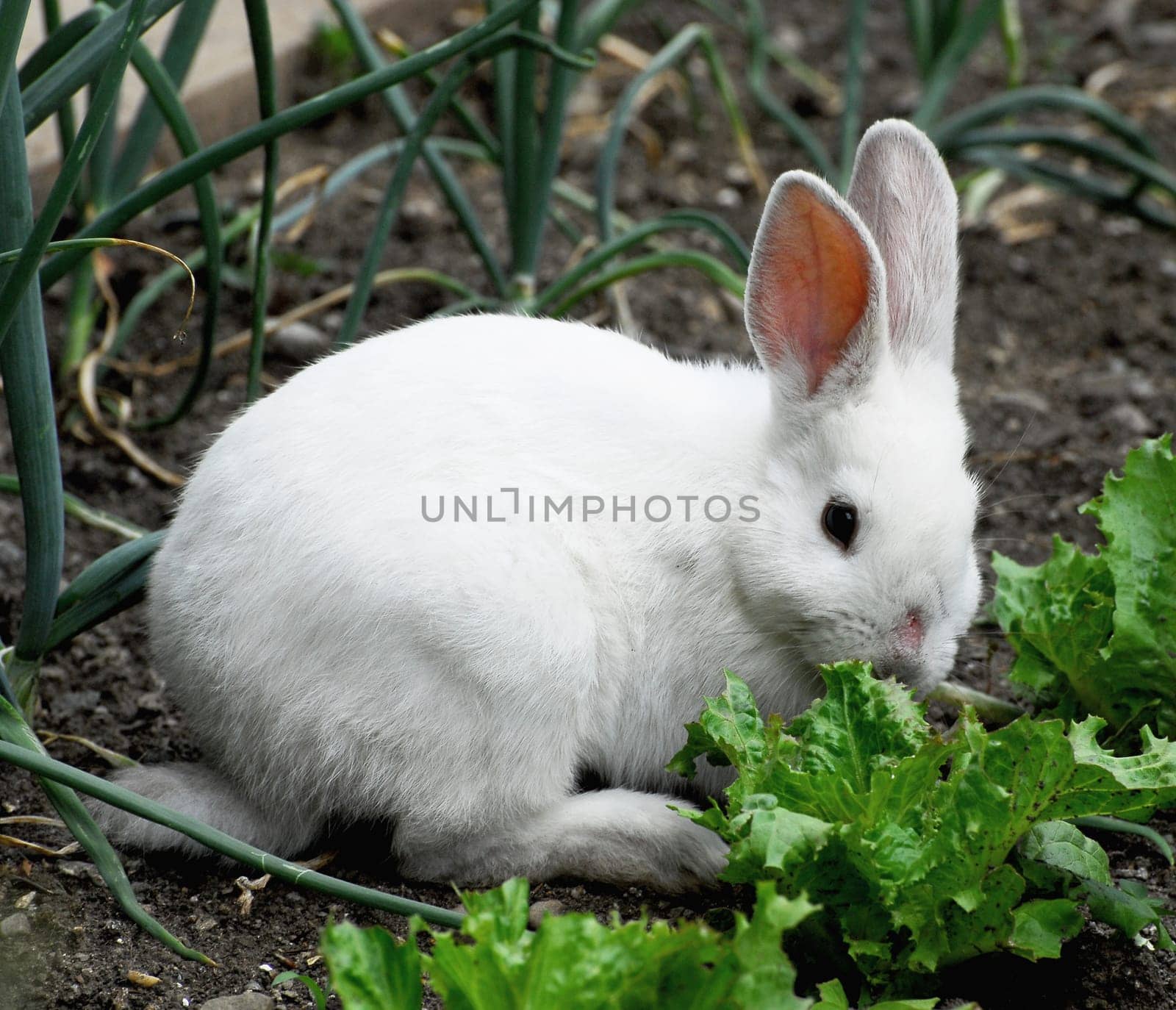 The Little Bunny in Salad Patch