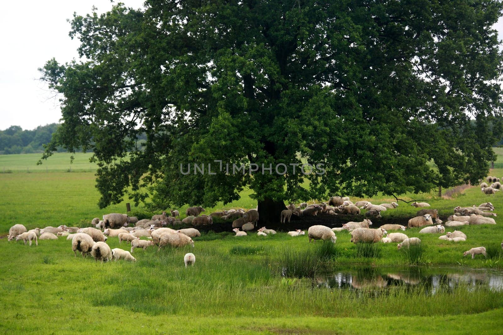 Sheep idyll