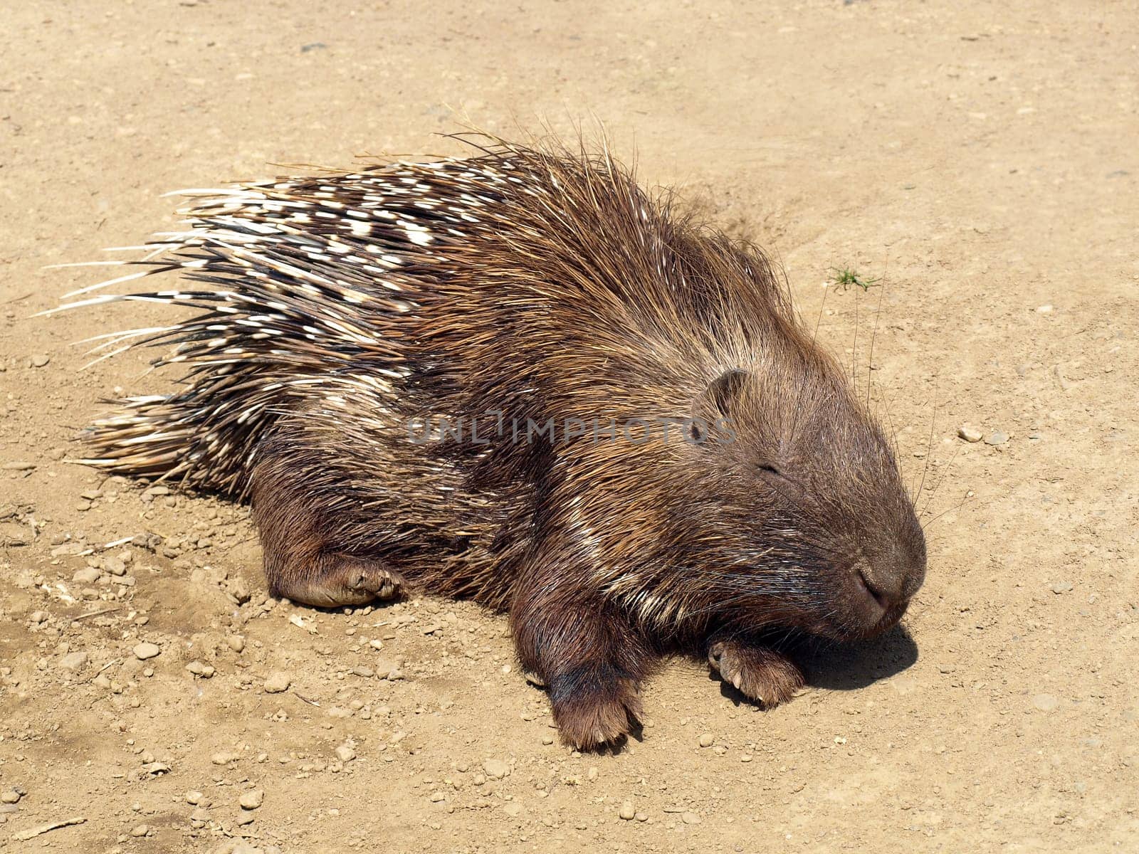 White-tailed Porcupine