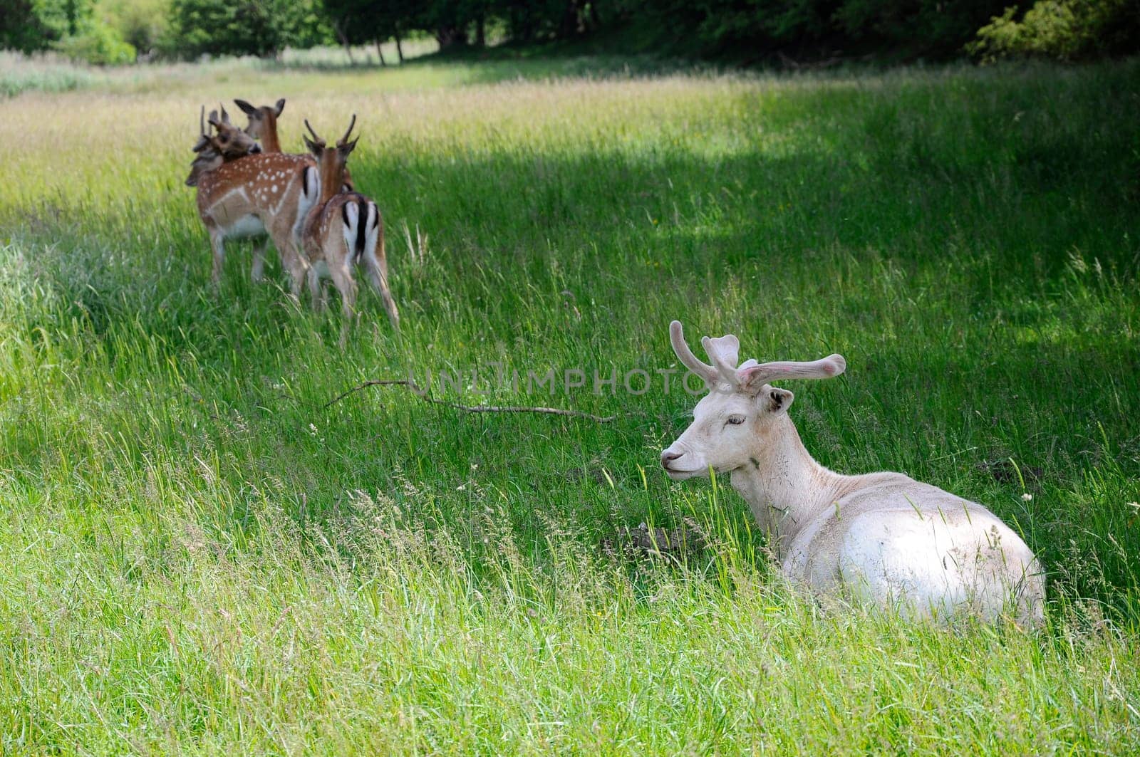 White Deer - Fallow Deer