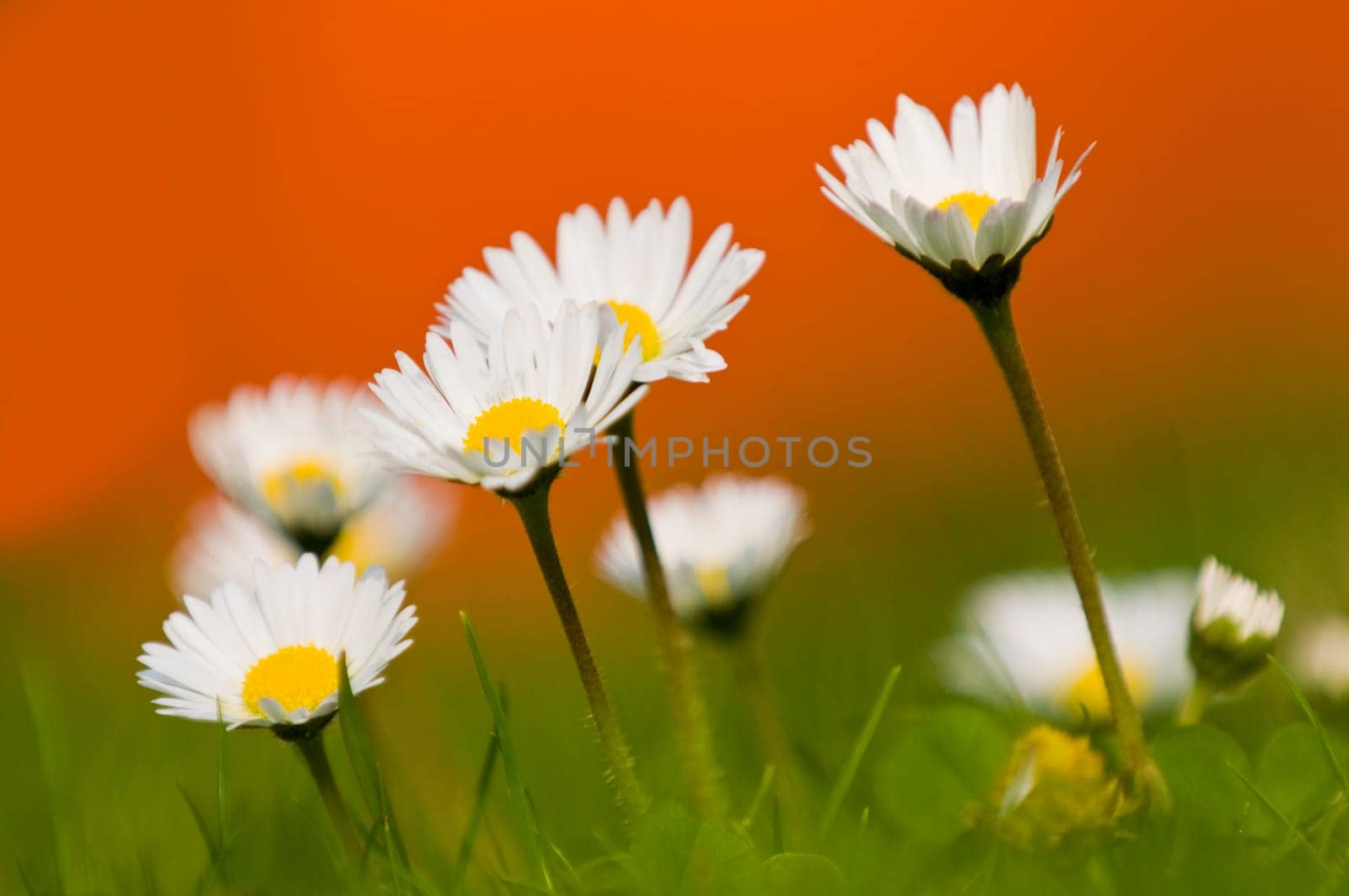 Daisies in spring