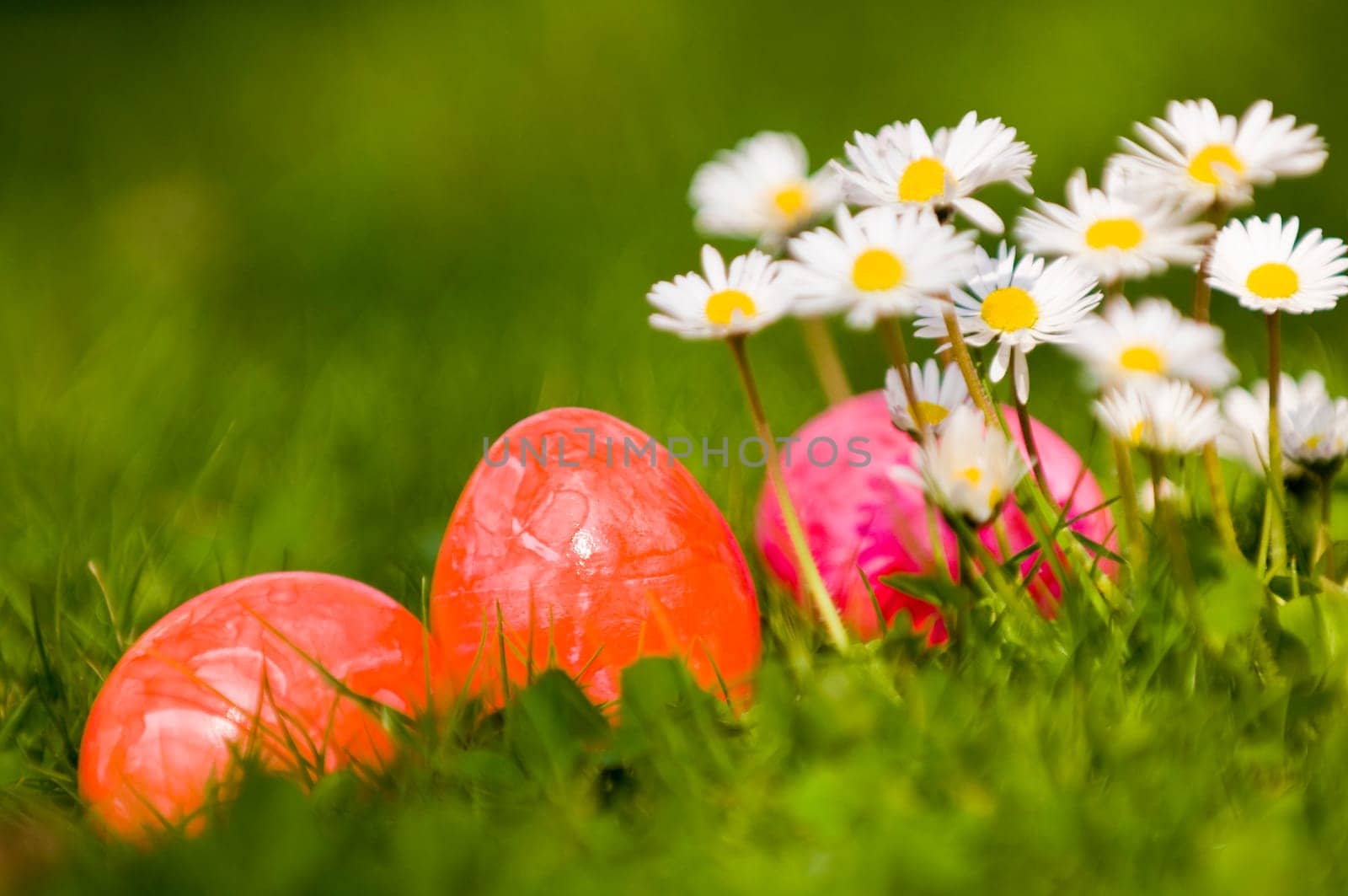 Daisies and Easter eggs