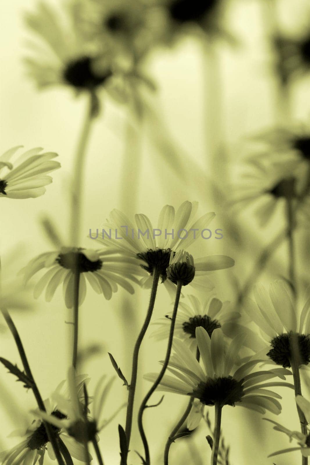 Daisies Silhouettes Monochrome High