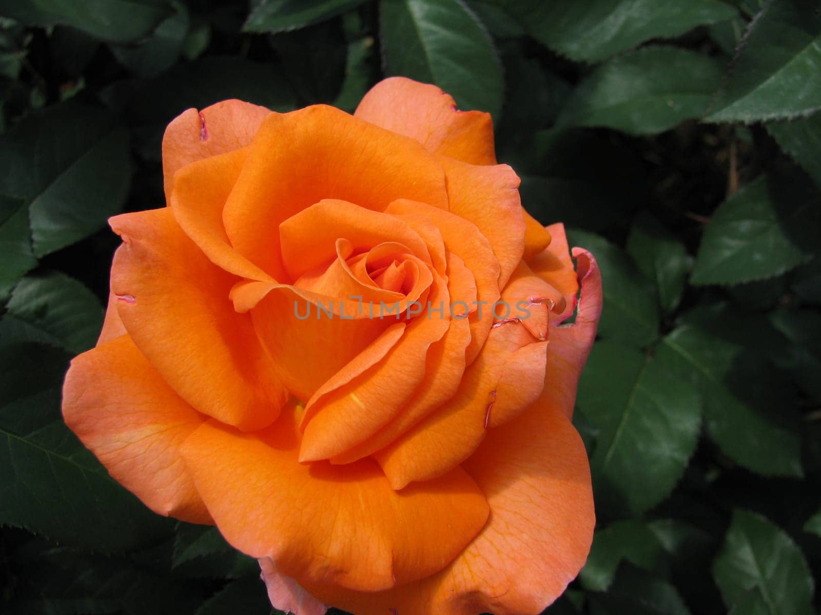 orange rose