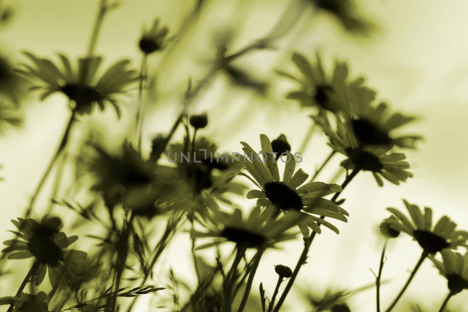 Marguerite Silhouettes Monochrome