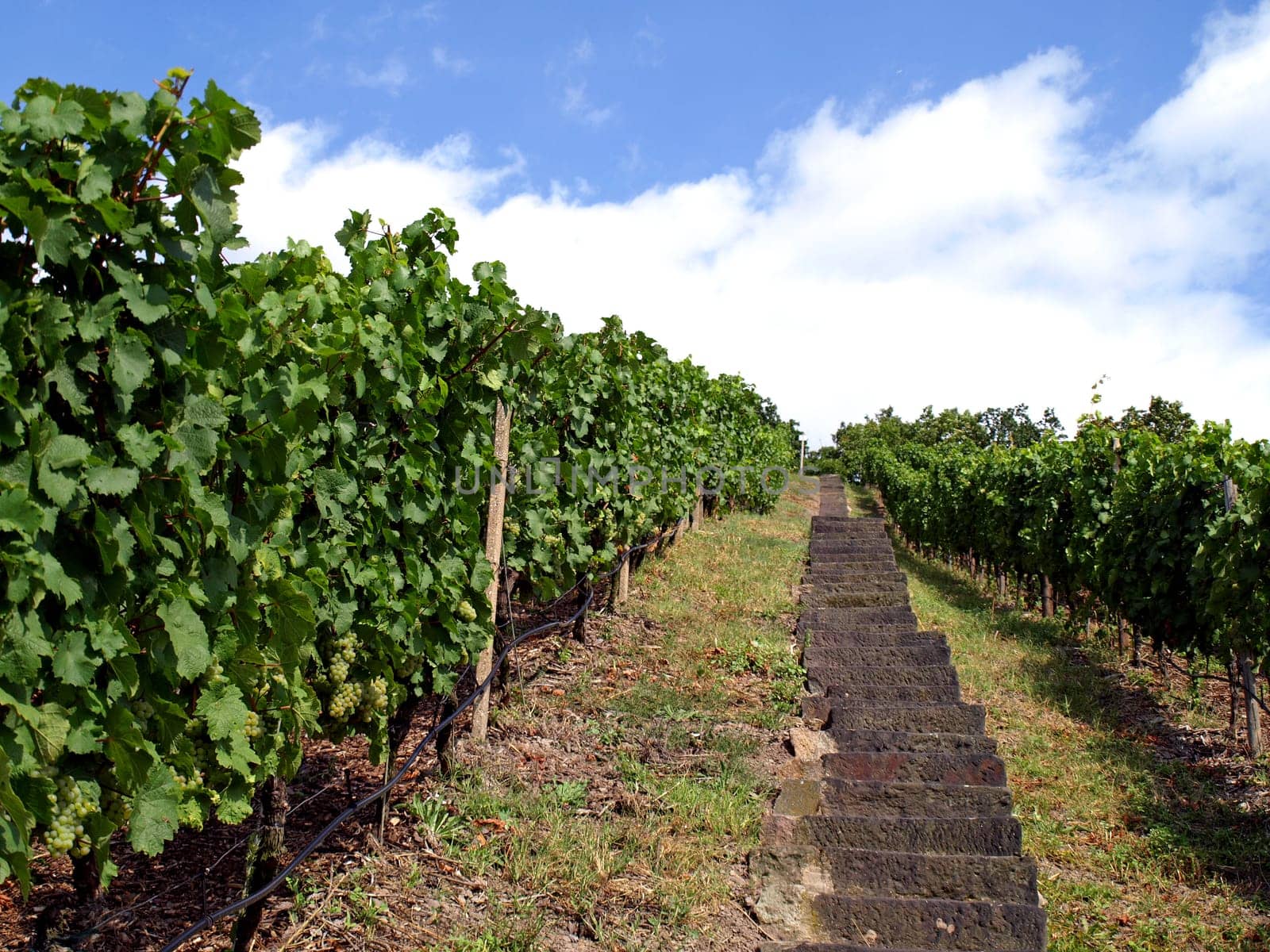 Stairs in the vineyard