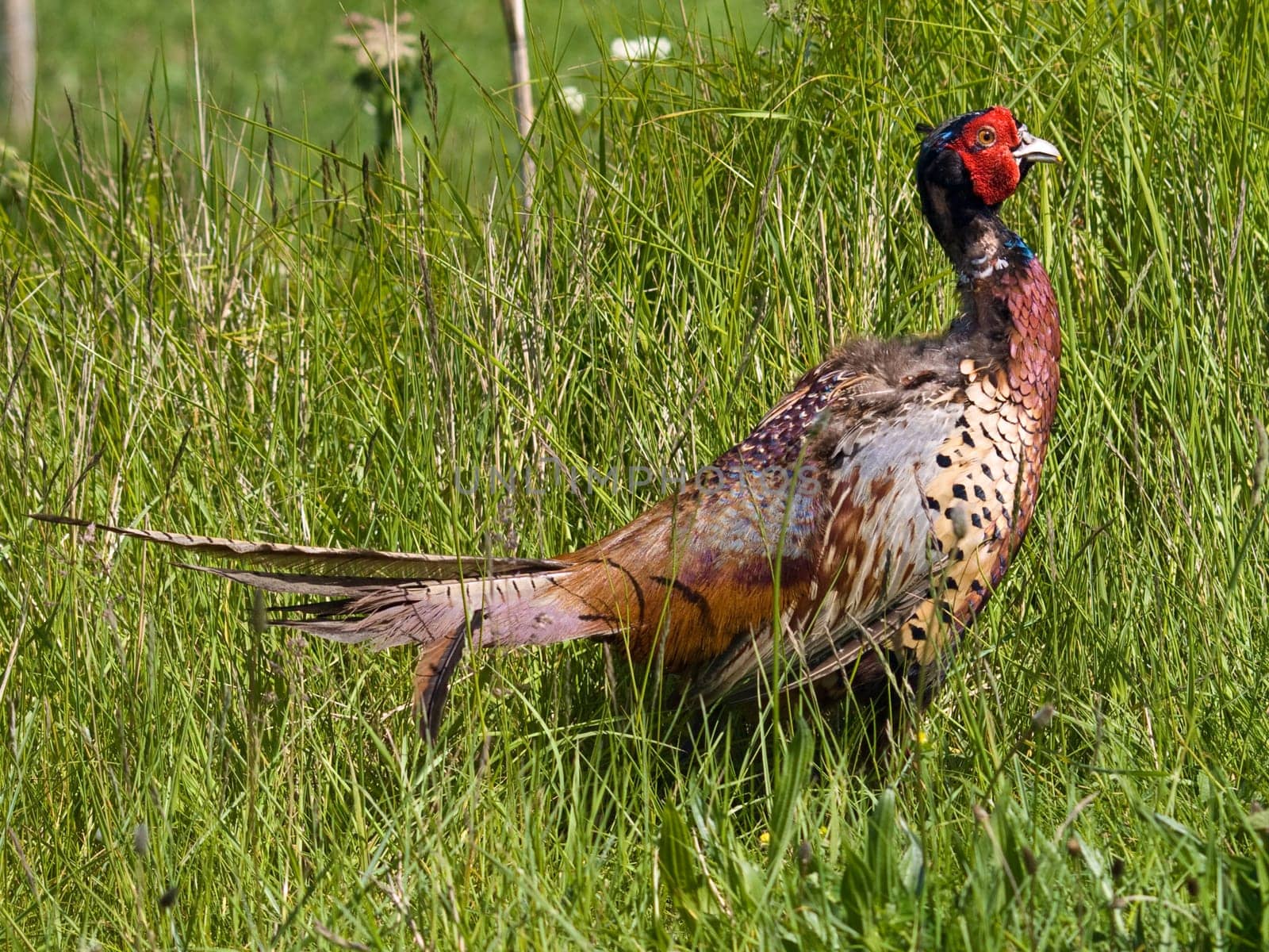 Pheasant