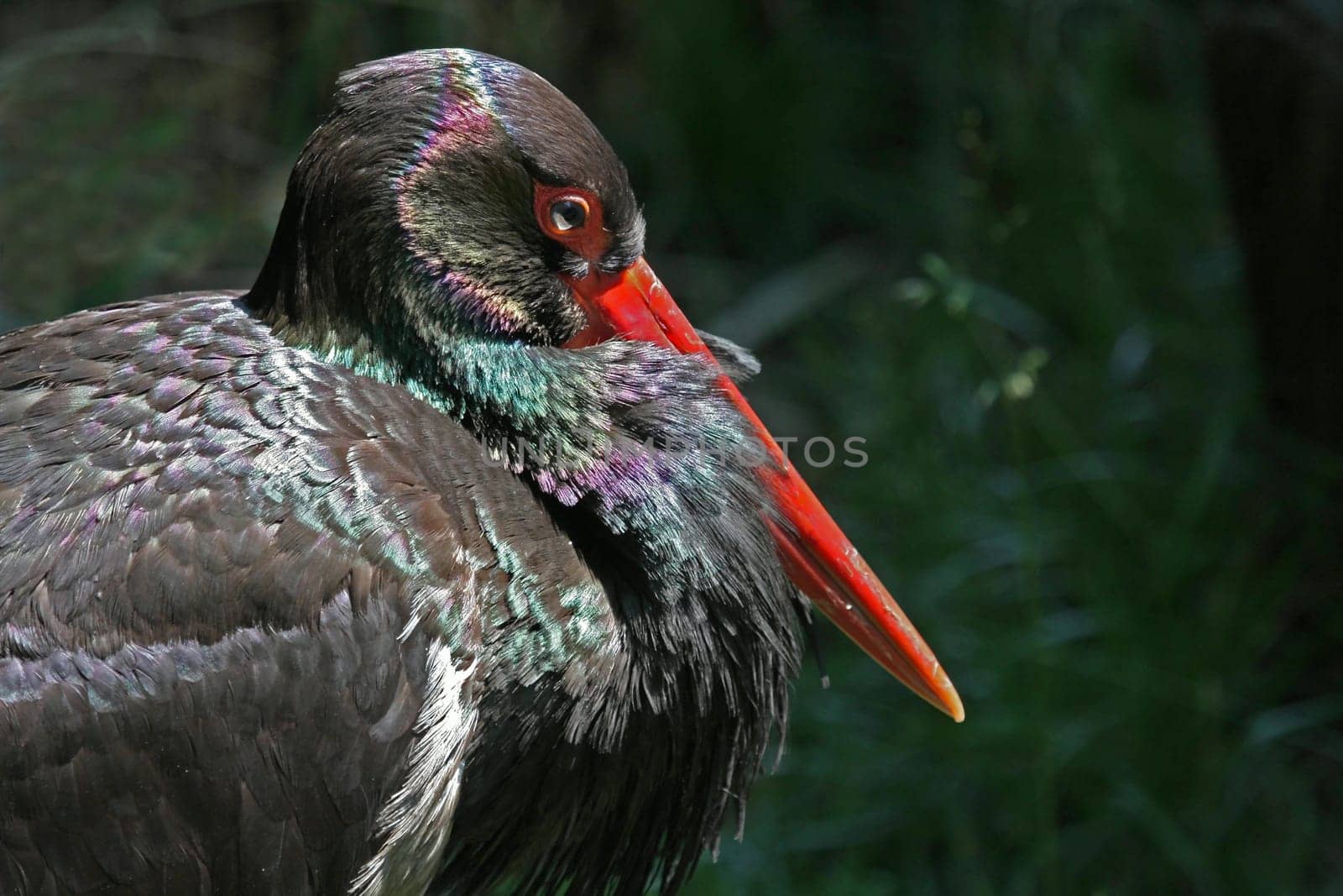 Black stork