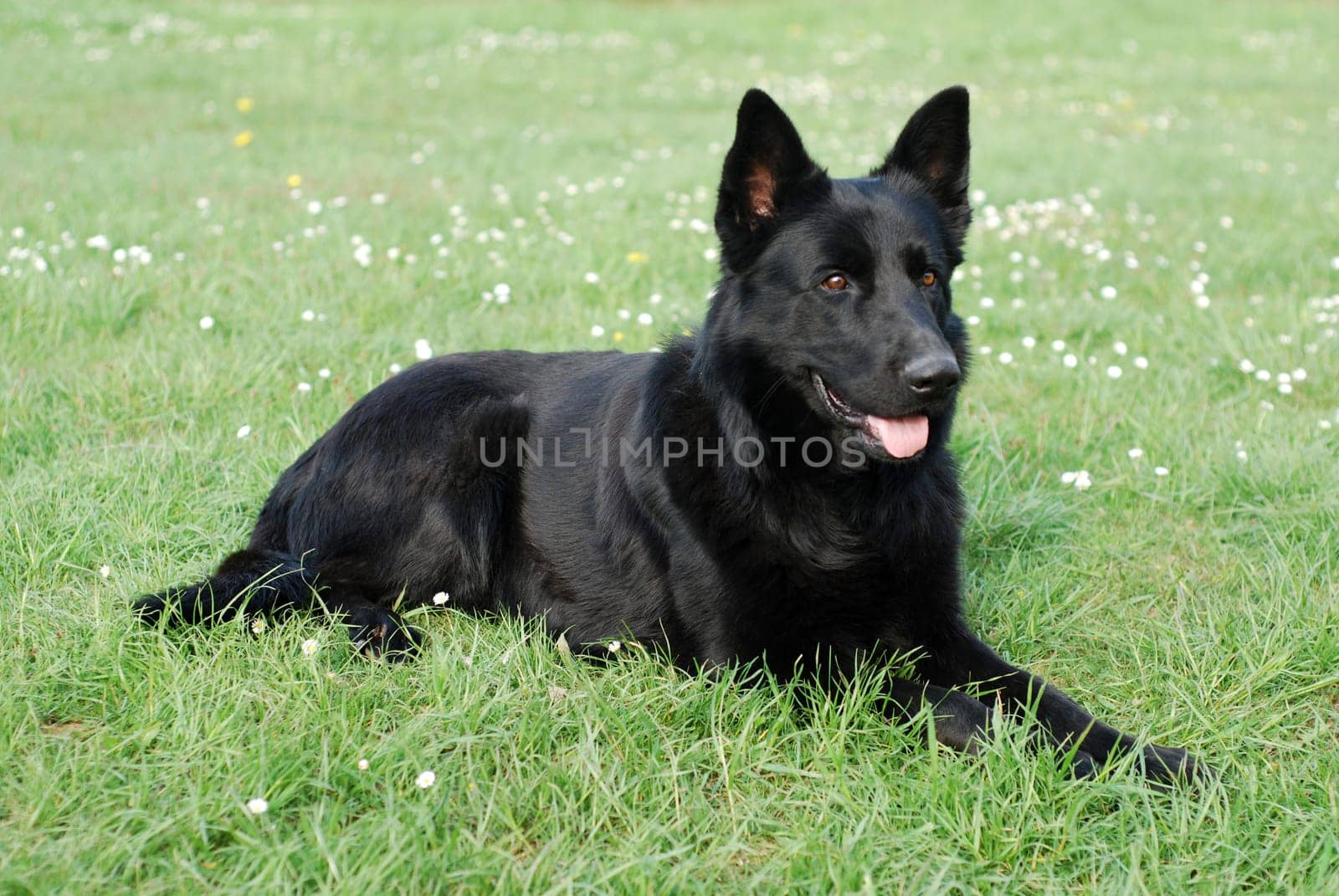 Sheepdog