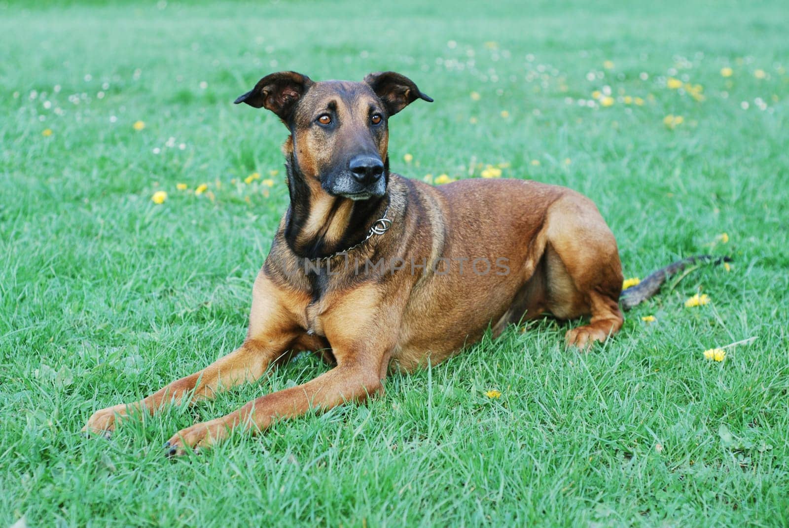 Dog Portrait