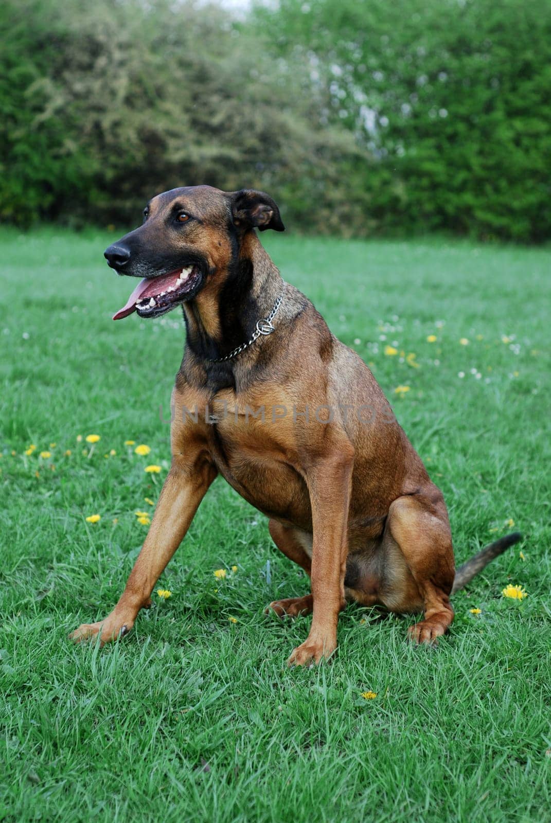 Dog Portrait