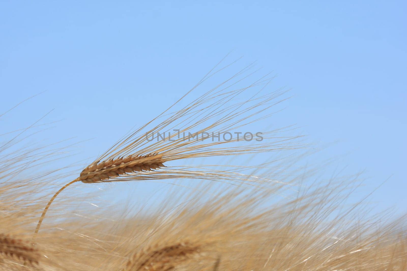 Cereal in the wind