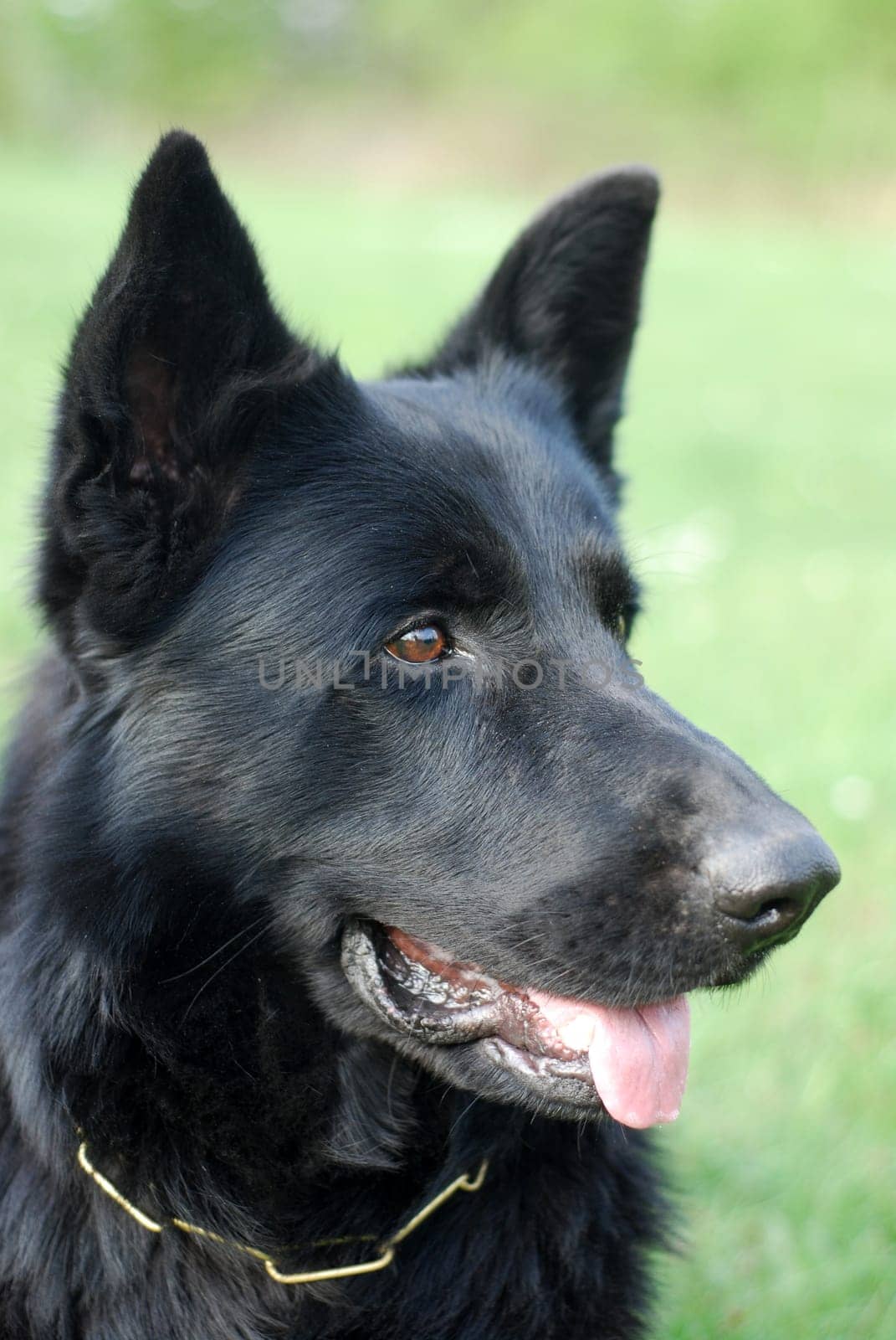 Sheepdog