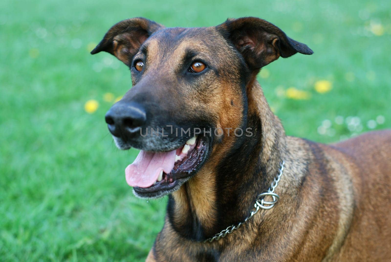 Dog Portrait
