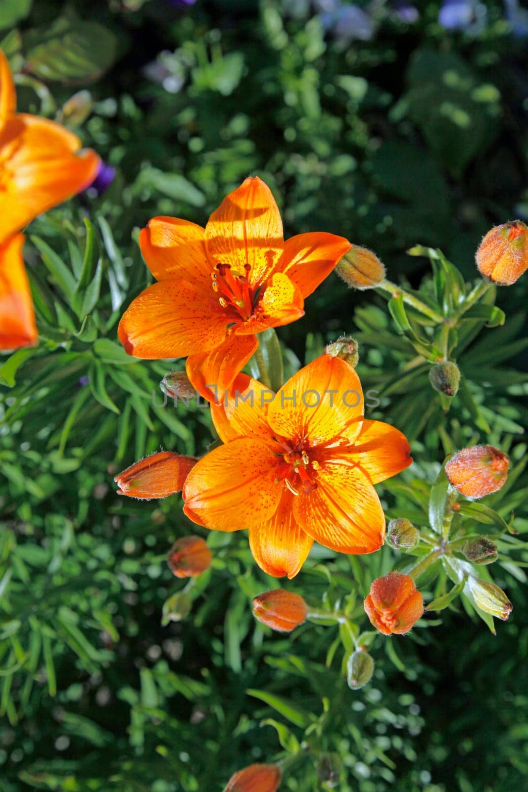 Lily Blossoms