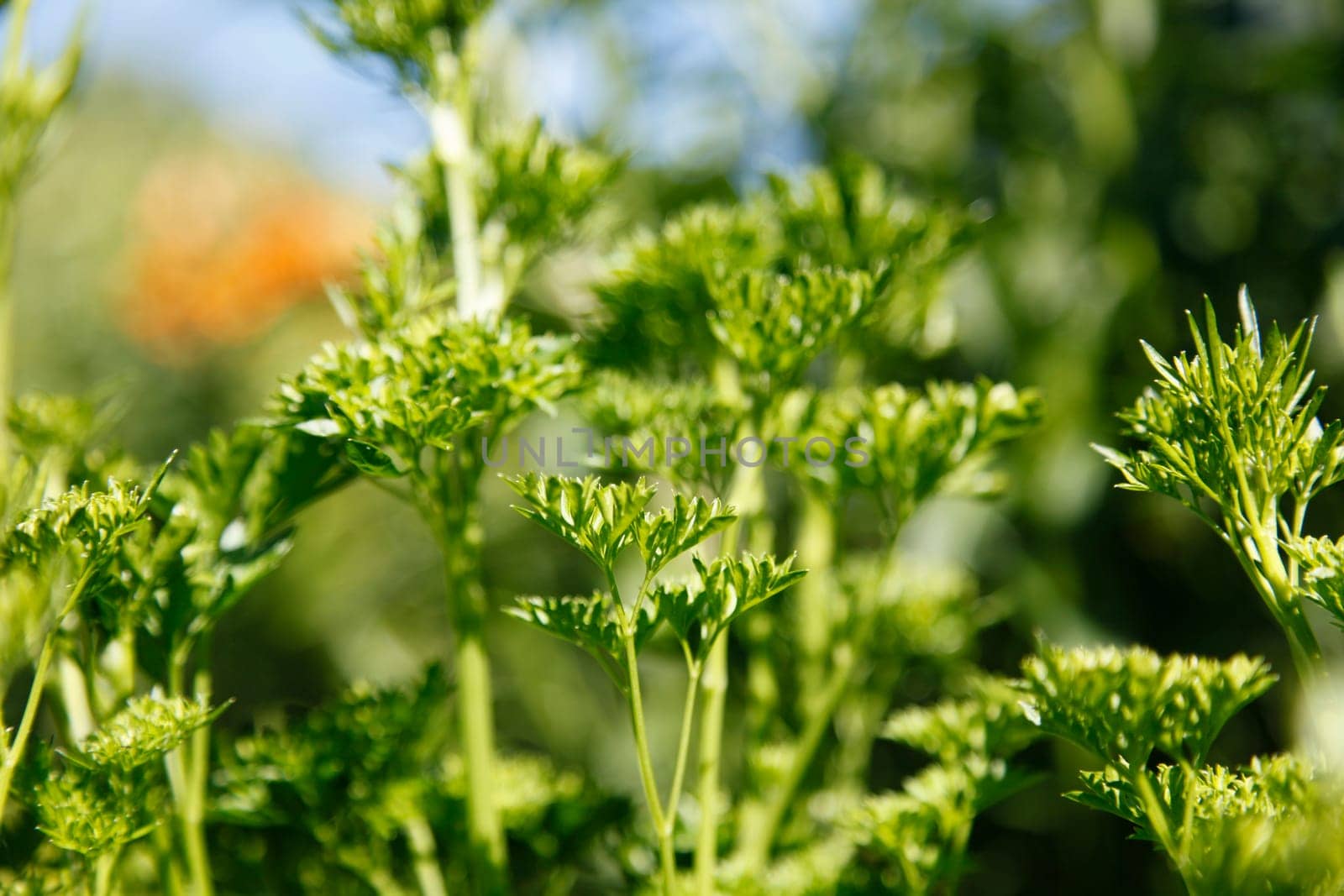 Parsley