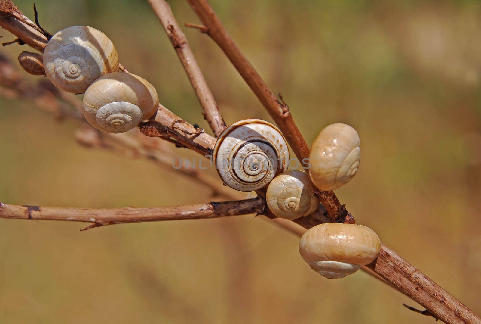 Plague of snails