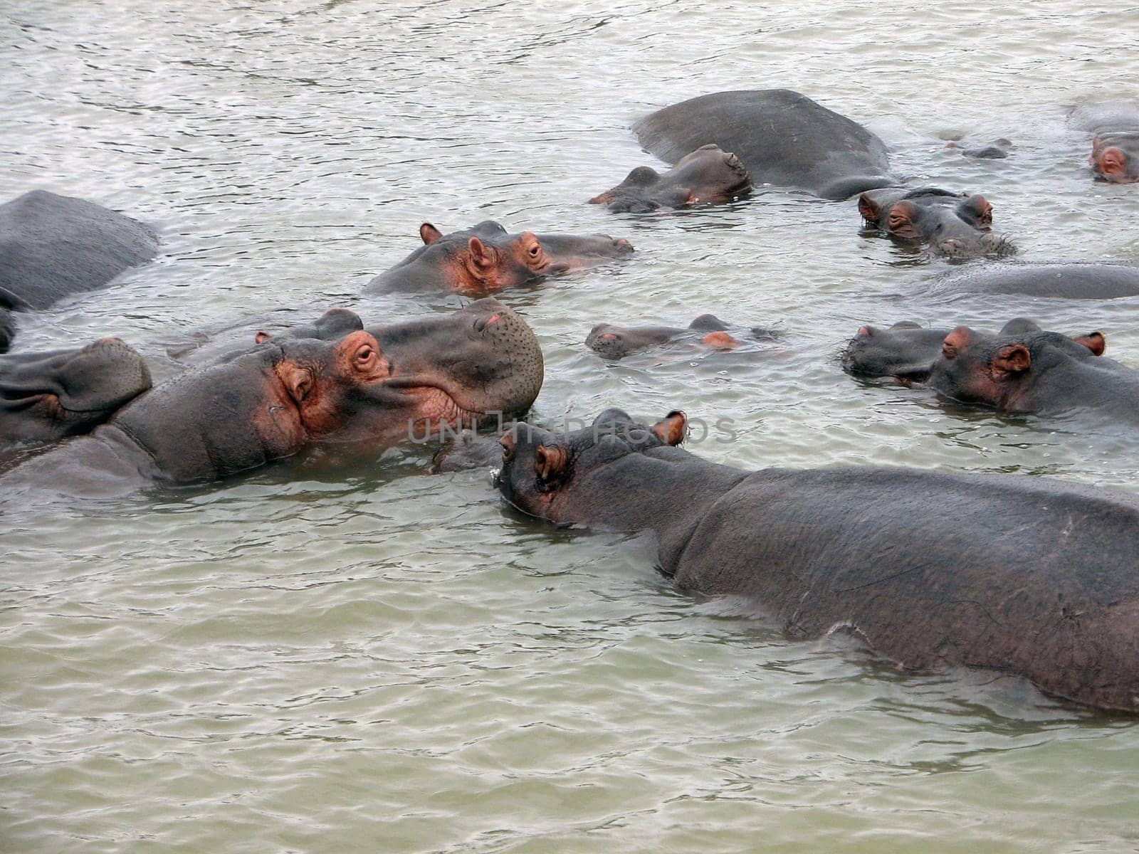 Hippopotamus Group
