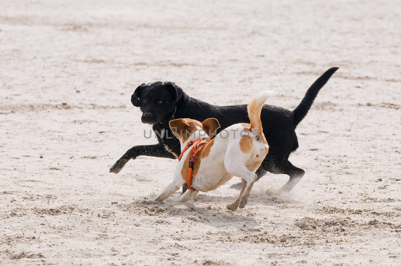 Dogs playing on the dog beach