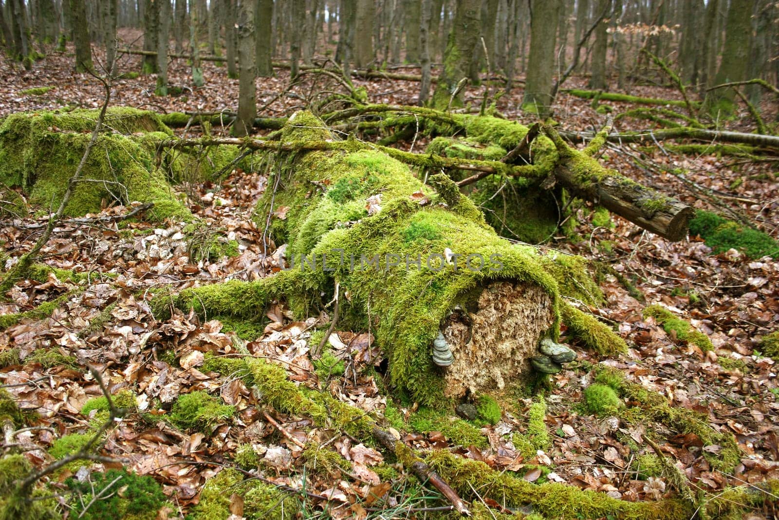 Deadwood in the Hessian Kellerwald
