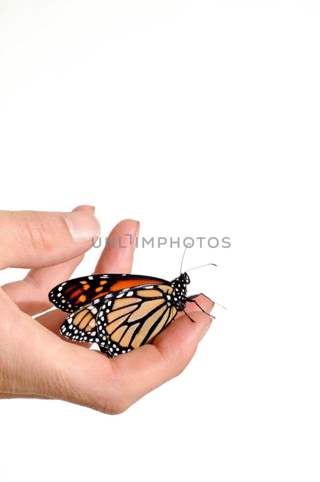 Monarch butterfly in person hands