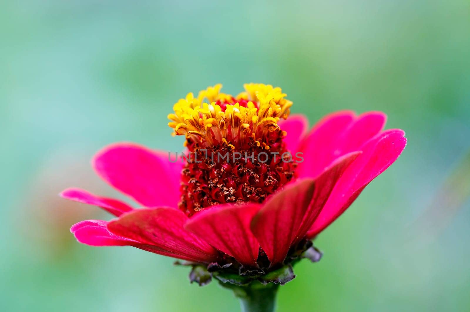 bloom