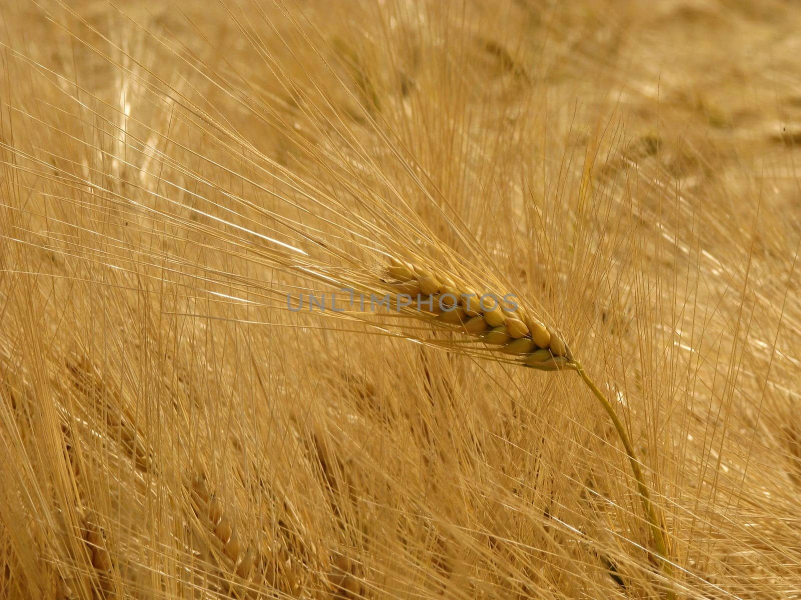 Barley Field