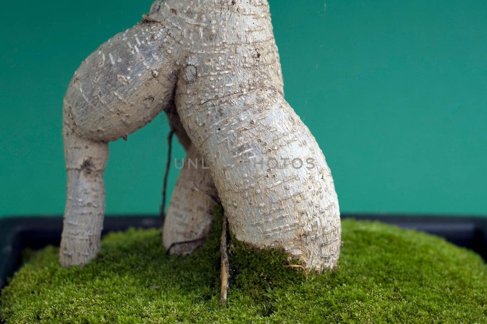 Stem attachment (nebari) of a bonsai