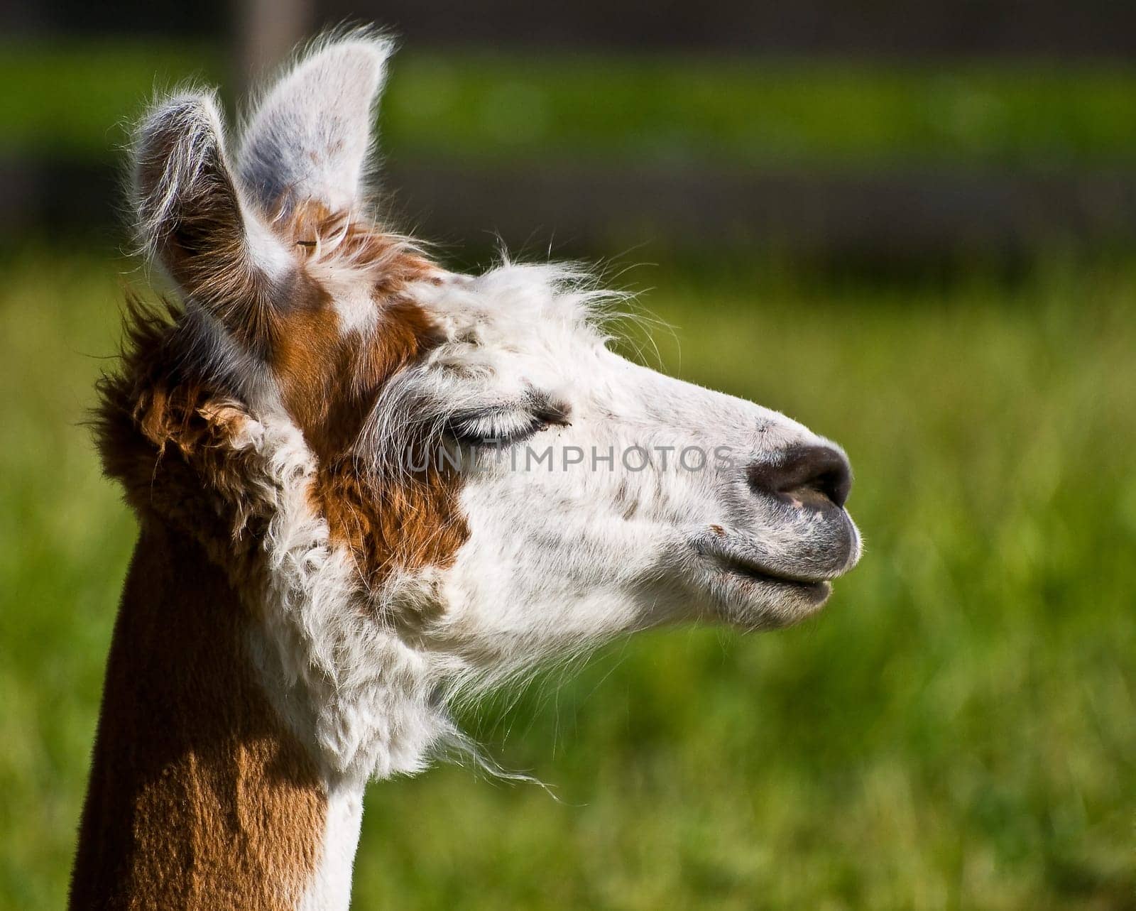 Lama