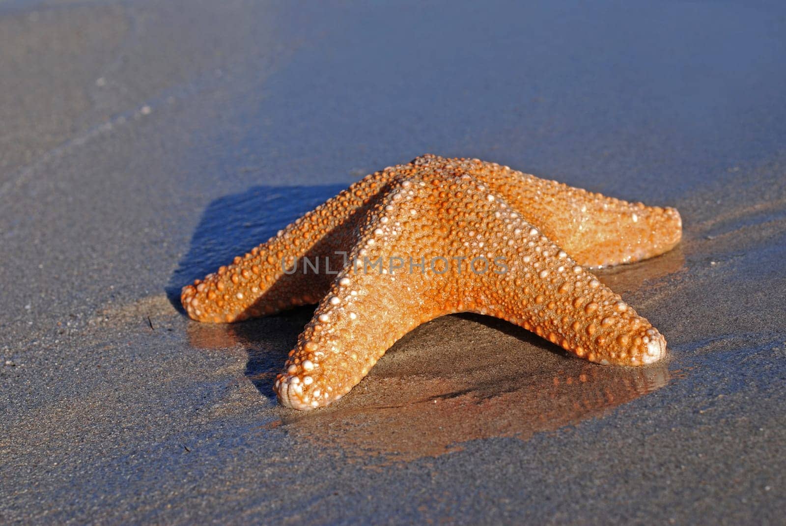 Starfish