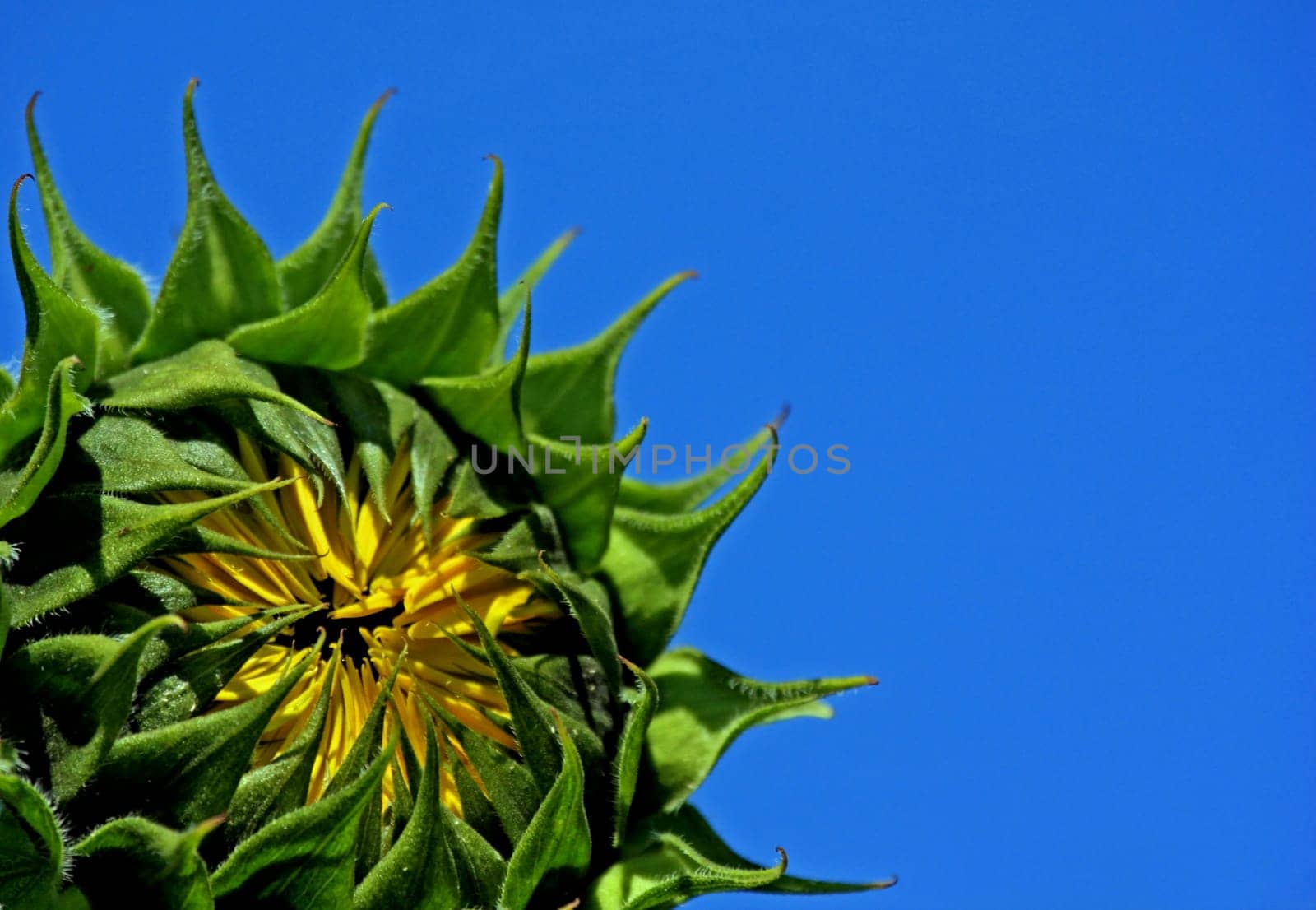 Before flowering