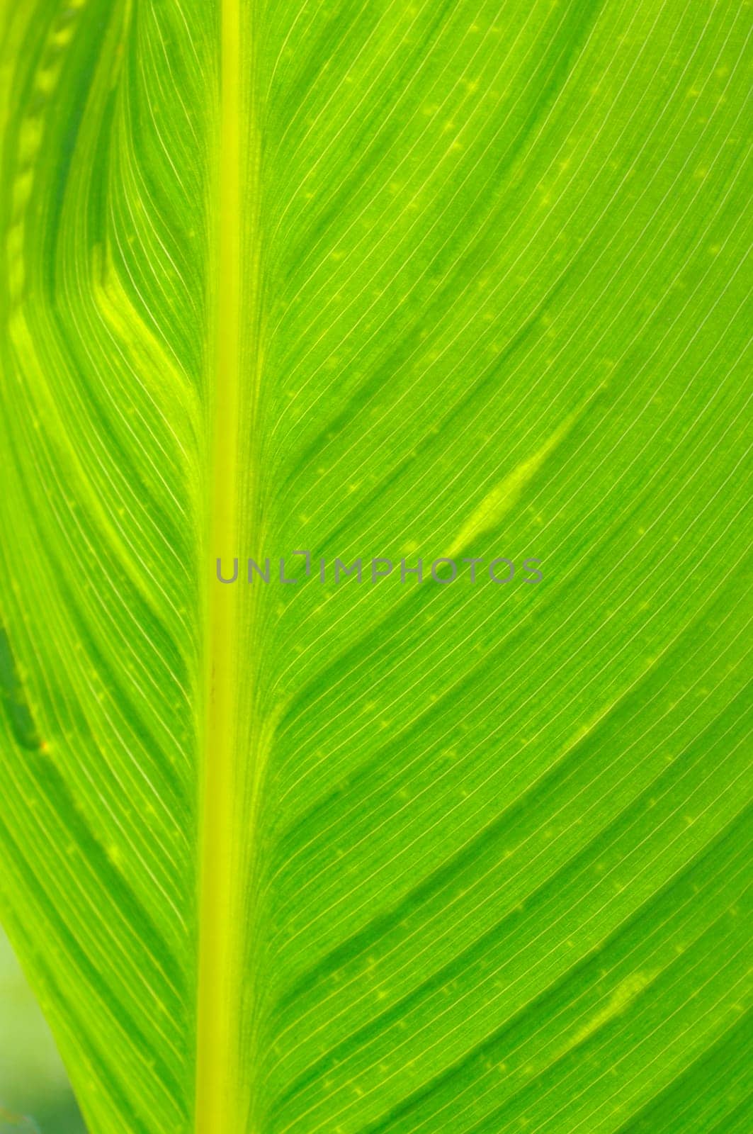 Leaf Structures