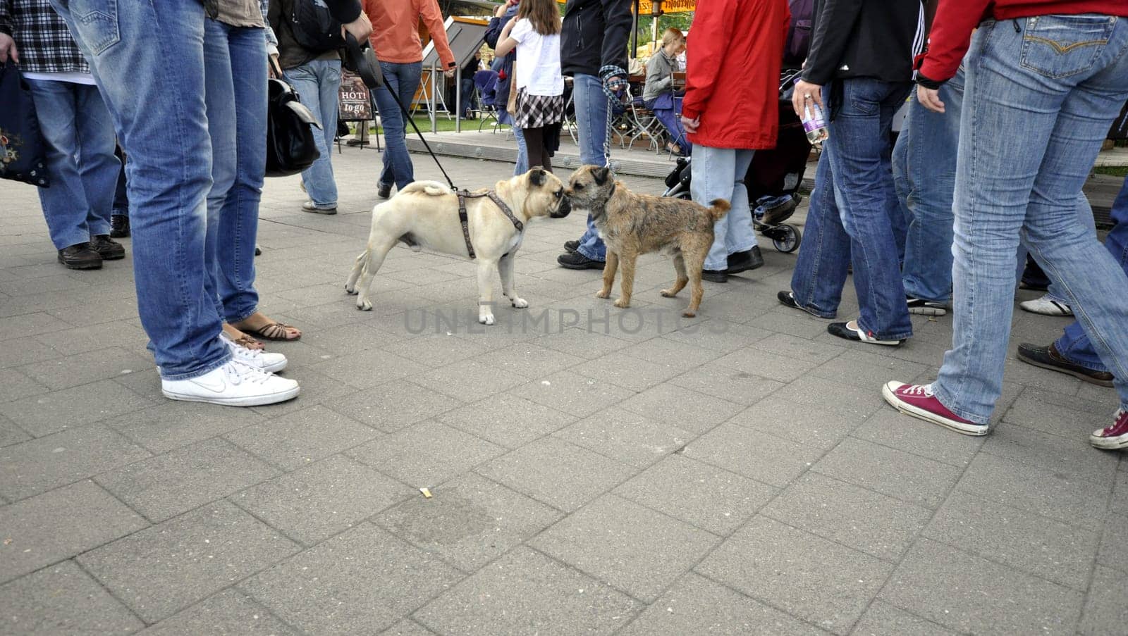 Dog meeting