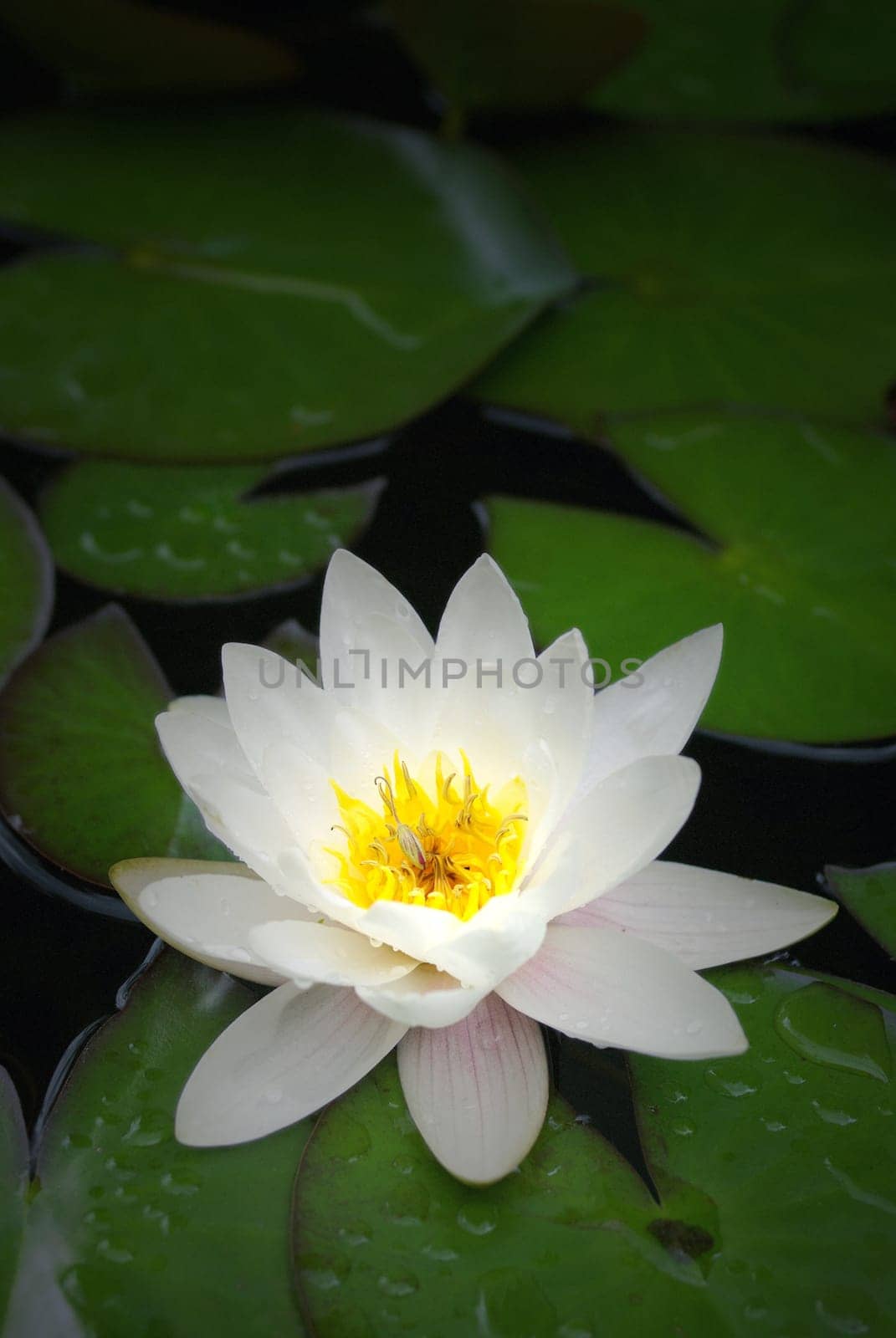 Pond lily