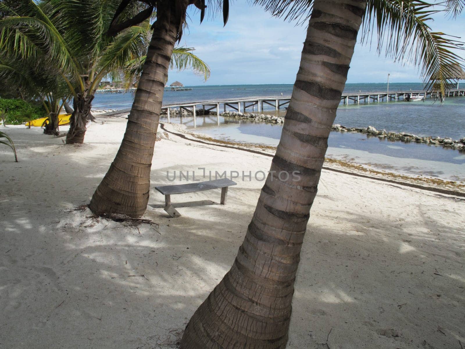Quiet Wooden Bench under the Palm Trees