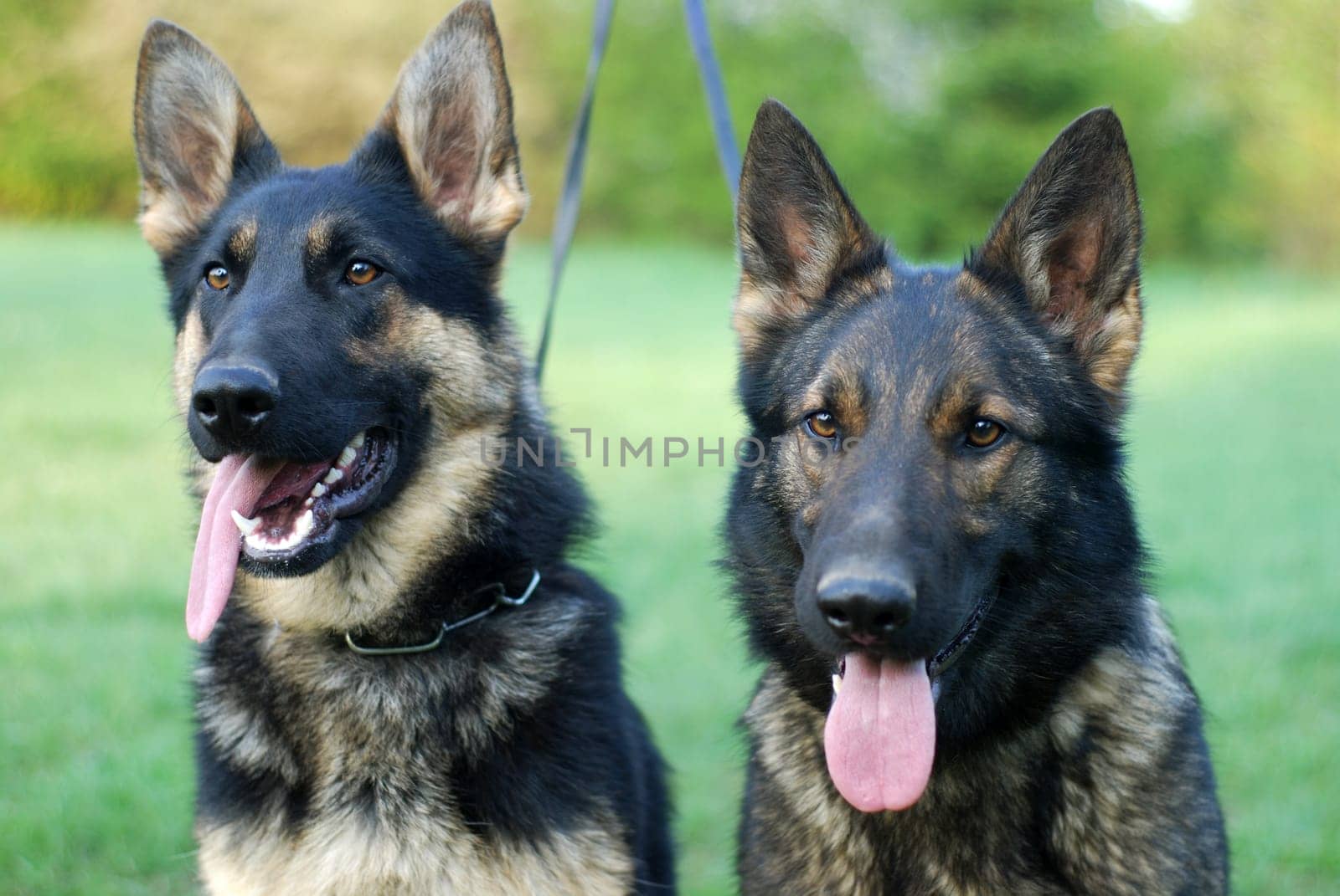 Sheep dogs