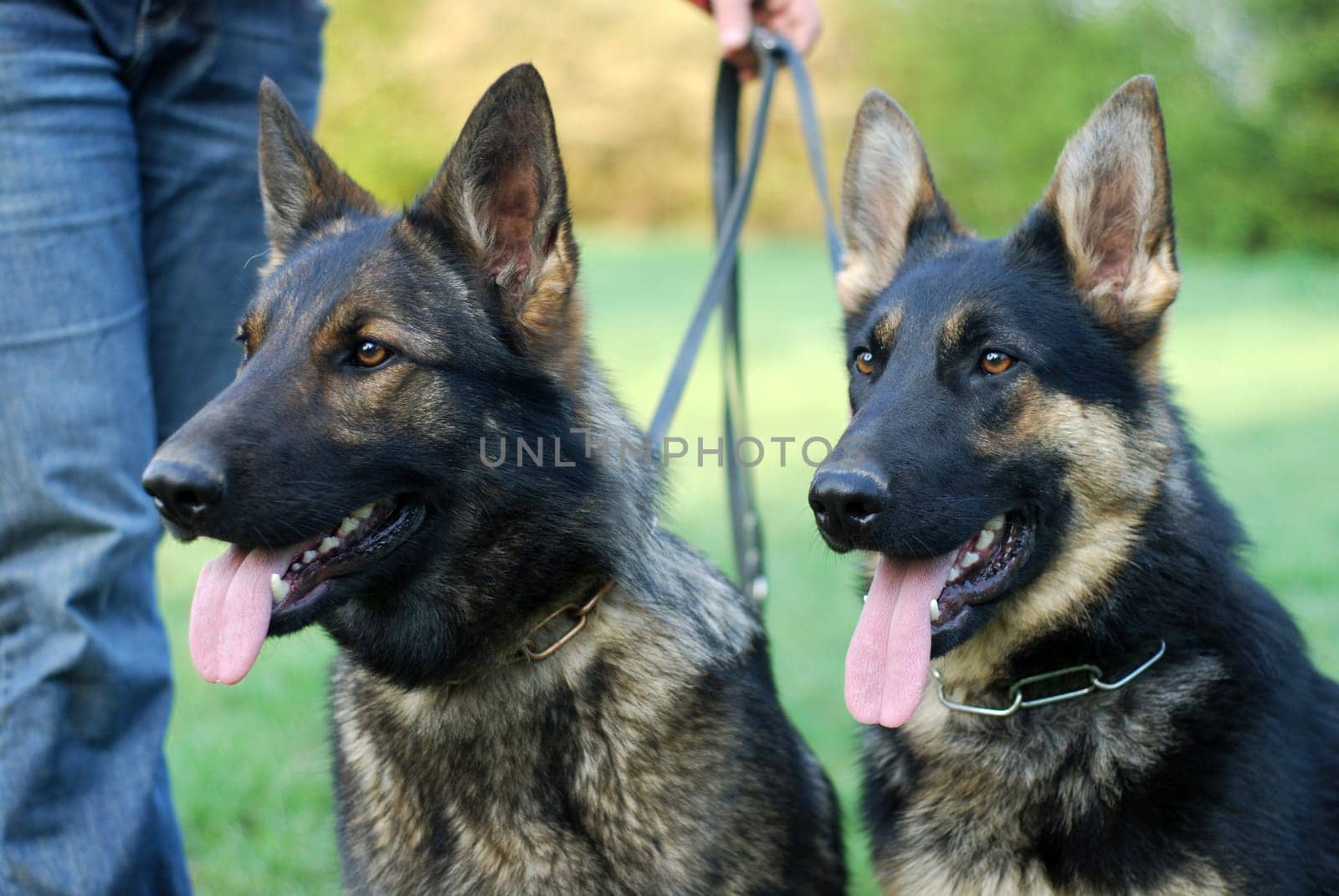 Sheep dogs
