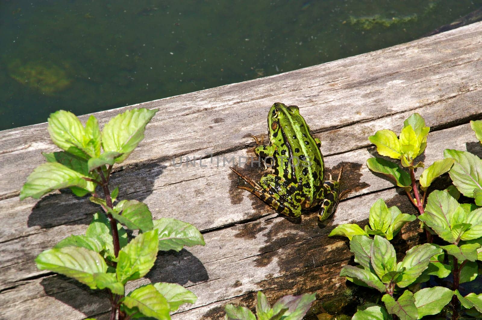 frog on wood