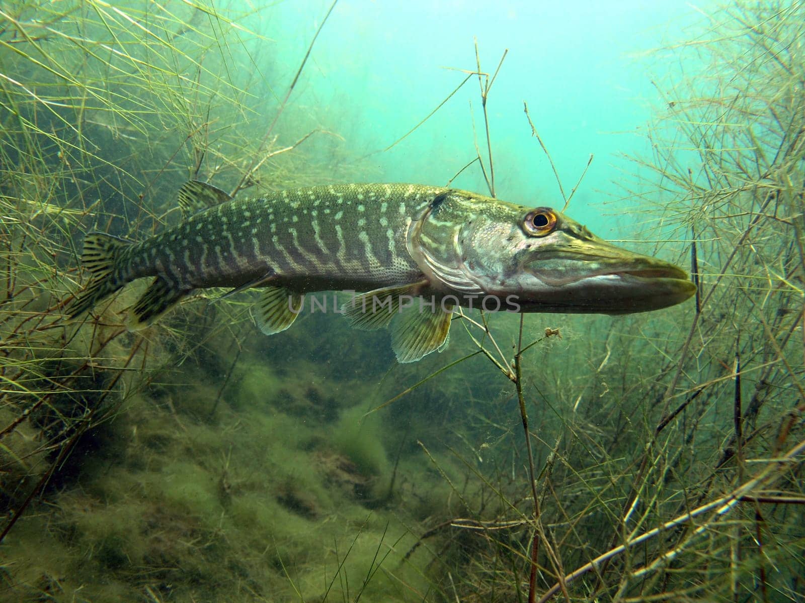 Pike